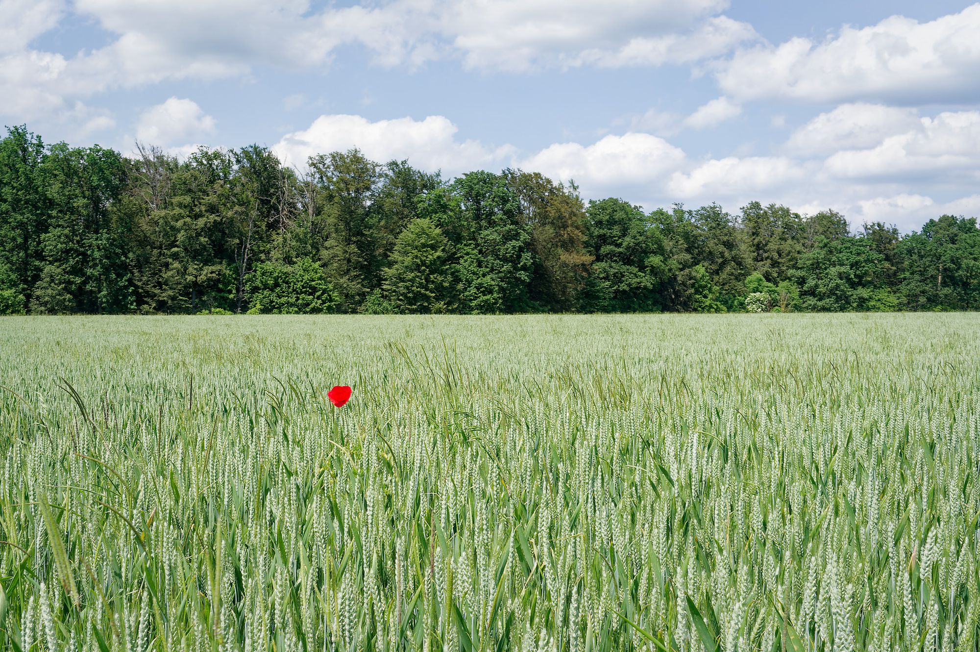 Ulm, Om und der Odenwald